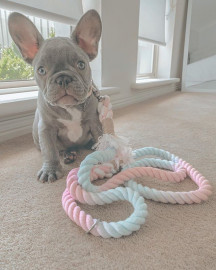 
                                                                        Chien
                                                                         adorable chiot Bouledogue Français