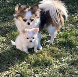 
                                                                        Chien
                                                                         Adorable chiots CHIHUAHUA disponible