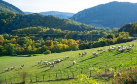 
                                                                                        Vente
                                                                                         AUDE PROPRIETE AGRICOLE 64 HA