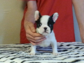 
                                                                        Chien
                                                                         BB CHIOT BOULEDOGUE FRANCAIS