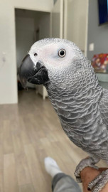 
                                                                                        Oiseau
                                                                                         Bébé perroquet gris du gabon femelle