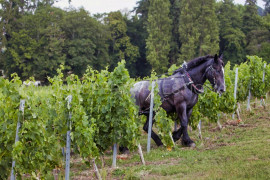 
                                                                                        Vente
                                                                                         BORDEAUX – CHATEAU VITICOLE – XVIème 100 HA