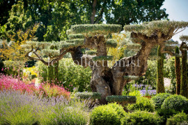 
                                                                                        Location de vacances
                                                                                         Château Pape Clément