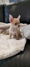 
                                                                                        Chien
                                                                                         CHIHUAHUA