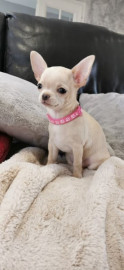 
                                                                                        Chien
                                                                                         CHIHUAHUA A OFFRIR