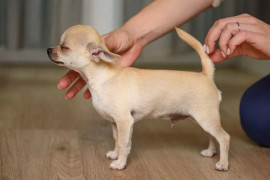 
                                                                                        Chien
                                                                                         Chihuahua poils long