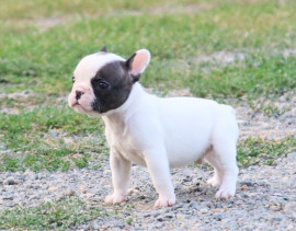 
                                                                                        Chien
                                                                                         CHIOT BOULEDOGUE FRANCAIS A DONNER