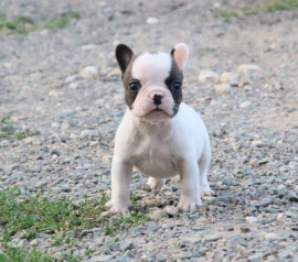 
                                                                                        Chien
                                                                                         CHIOT BOULEDOGUE FRANCAIS A DONNER