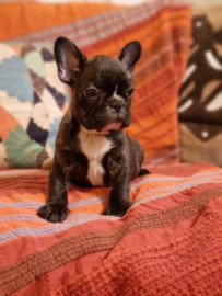 
                                                                        Chien
                                                                         chiot femelle type Bouledogue français a donné