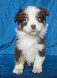 
                                                                        Chien
                                                                         chiots berger australien