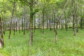 
                                                                                        Vente
                                                                                         DORDOGNE PROPRIETE 31 HA ETANG CHALETS