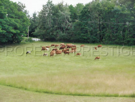 
                                                                                        Vente
                                                                                         DORDOGNE PROPRIETE XIIème 32 HA RIVIERE