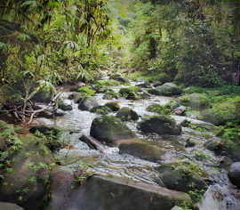 
                                                                                        Vente
                                                                                         EQUATEUR Propriété 400 m² 50 HA AMAZONIE