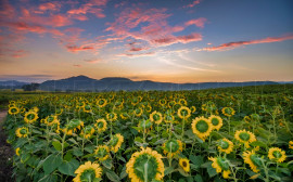 
                                                                                        Vente
                                                                                         GERS EXPLOITATION AGRICOLE 270 HA IRRIGUES LACS