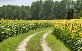 
                                                                                        Vente
                                                                                         GERS EXPLOITATION AGRO-VITICOLE ARMAGNAC 130 HA