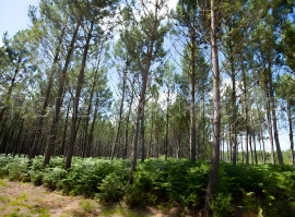 
                                                                                        Vente
                                                                                         GIRONDE FORET D'INVESTISSEMENT 77 HA