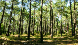 
                                                                                        Vente
                                                                                         GIRONDE FORET IDEAL INVESTISSEUR 247 HA