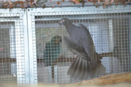 
                                                                        Oiseau
                                                                         Grand Vasa couple pondeur 4 FOIS SANS FRAIS