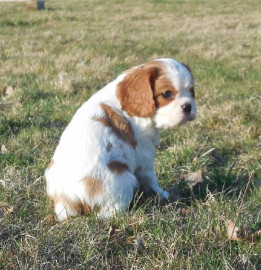 
                                                                        Chien
                                                                         Jolie femelle cavalier king charles  Pour Noël