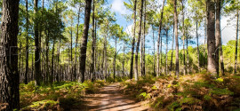 
                                                                                        Vente
                                                                                         LANDES EXPLOITATION FORESTIERE 86 HA