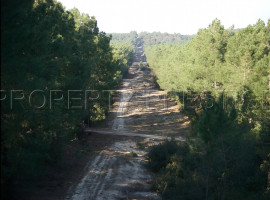 
                                                                                        Vente
                                                                                         LANDES FORET IDEAL INVESTISSEUR 104 HA