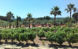 
                                                                                        Vente
                                                                                         LITTORAL VAROIS PROPRIETE DE STANDING OLIVERAIE VIGNE 8 HA