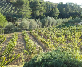 
                                                                                        Vente
                                                                                         LITTORAL VAROIS PROPRIETE DE STANDING OLIVERAIE VIGNE 8 HA