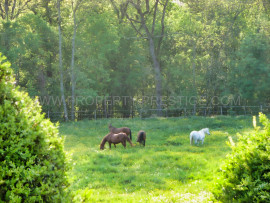 
                                                                                        Vente
                                                                                         LOT ET GARONNE CHATEAU XVème 8,5 HECTARES