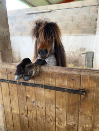 
                                                                                        Vente
                                                                                         PROPRIÉTE EQUESTRE SUR 6 HA  AVEC MAISONS D'HABITATION