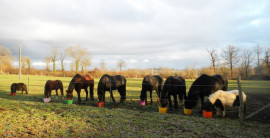 
                                                                                        Vente
                                                                                         PROPRIÉTE EQUESTRE SUR 6 HA  AVEC MAISONS D'HABITATION