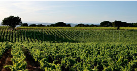 
                                                                                        Vente
                                                                                         PROVENCE GARDOISE - DOMAINE VITICOLE – 50 HA