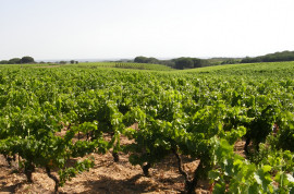 
                                                                                        Vente
                                                                                         PROVENCE GARDOISE - DOMAINE VITICOLE – 50 HA