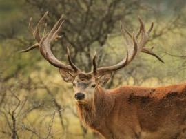 
                                                                                        Vente
                                                                                         SUD-OUEST PROPRIETE AGRICOLE ET CHASSE 109 HA