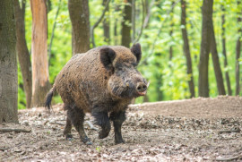 
                                                                                        Vente
                                                                                         SUD-OUEST PROPRIETE AGRICOLE ET CHASSE 109 HA