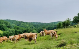 
                                                                                        Vente
                                                                                         SUD-OUEST PROPRIETE AGRICOLE ET CHASSE 109 HA