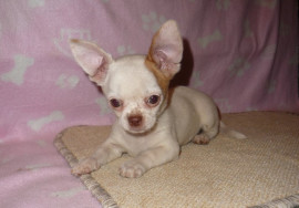 
                                                                                        Chien
                                                                                         Super chiot chihuahua poil long