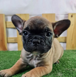 
                                                                                        Chien
                                                                                         Superbe chiot femelle Bouledogue francais