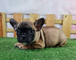 
                                                                                        Chien
                                                                                         Superbe chiot femelle Bouledogue francais