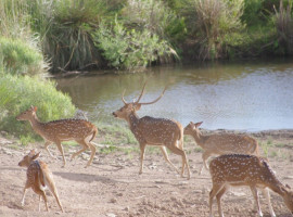 
                                                                                        Vente
                                                                                         URUGUAY - LODGE CHASSE 1500 HA