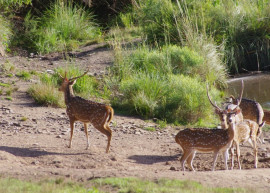 
                                                                                        Vente
                                                                                         URUGUAY - LODGE CHASSE 1500 HA