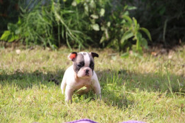 
                                                                        Chien
                                                                         A donner Chiot bouledogue Français