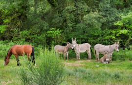 
                                                                                        Vente
                                                                                         AUDE PROPRIETE ECOLOGIQUE GITES 180 HA