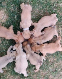 
                                                                                        Chien
                                                                                         Bouledogue français