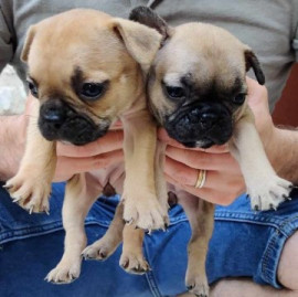 
                                                                                        Chien
                                                                                         Bouledogue français