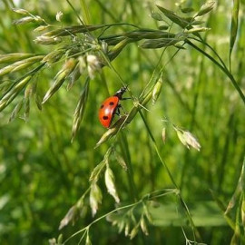 
                                                                        Vente
                                                                         Cherche terrain potager sur Servian