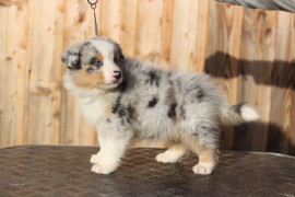 
                                                                        Chien
                                                                         Chiot Berger australien à donner