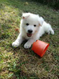 
                                                                                        Chien
                                                                                         Chiot Berger Blanc Suisse