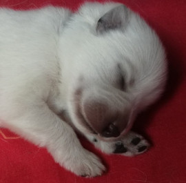 
                                                                                        Chien
                                                                                         Chiot Berger Blanc Suisse