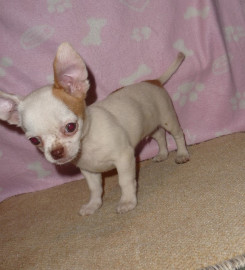 
                                                                        Chien
                                                                         chiot chihuahua poil long