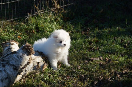 
                                                                        Chien
                                                                         Chiot Spitz allemand a donner